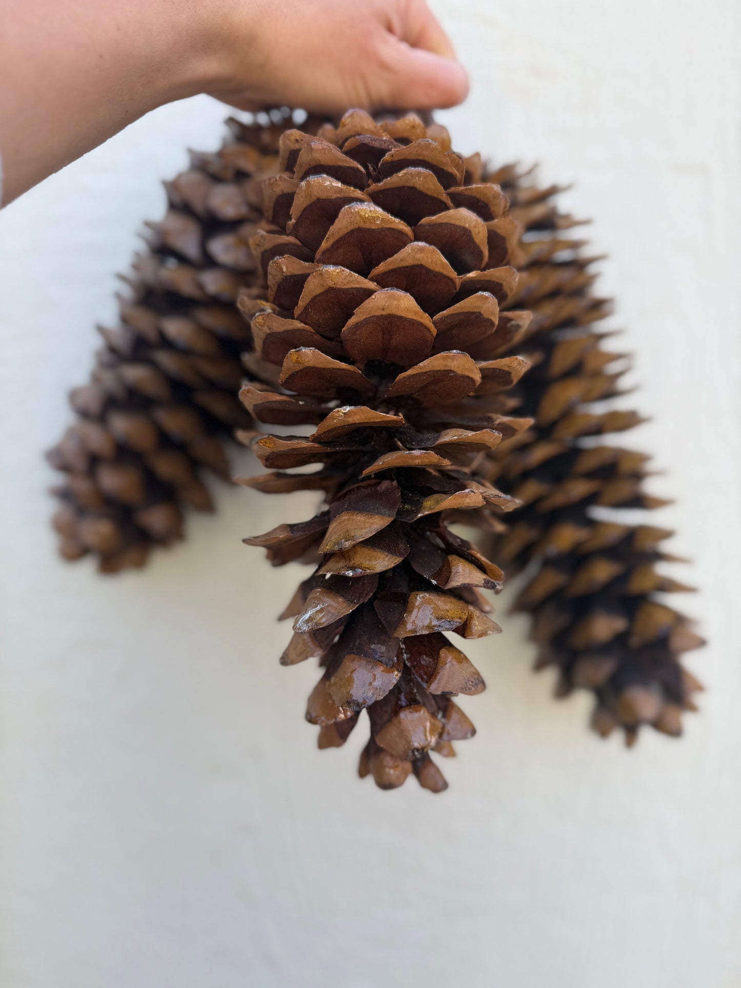 Extra Large Sugar Pinecones: Bundle of 3