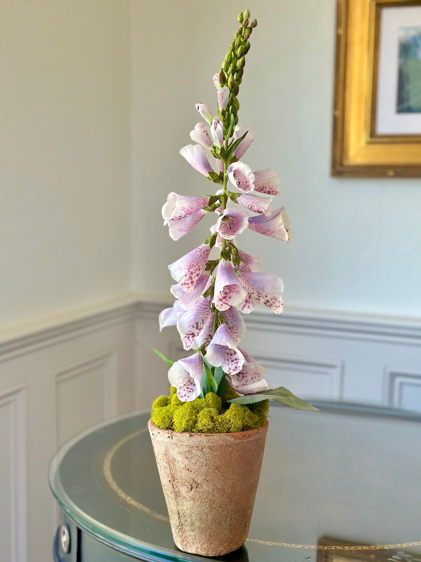 Lavender Foxglove + Terracotta Pot