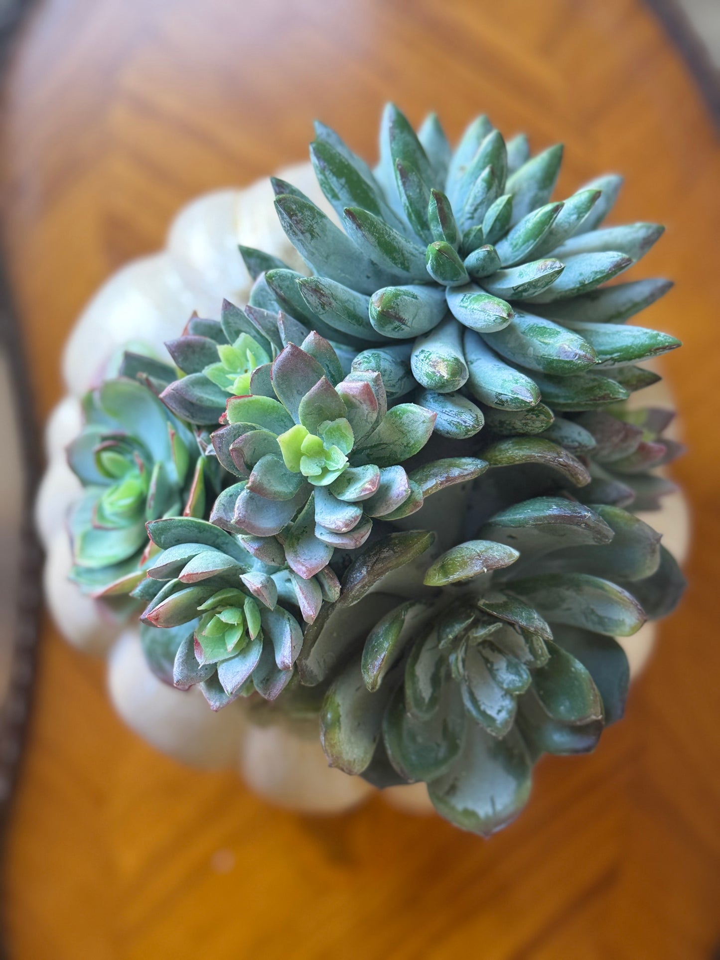 Small Light Orange Faux Fairytale Pumpkin + 1 Faux Succulent