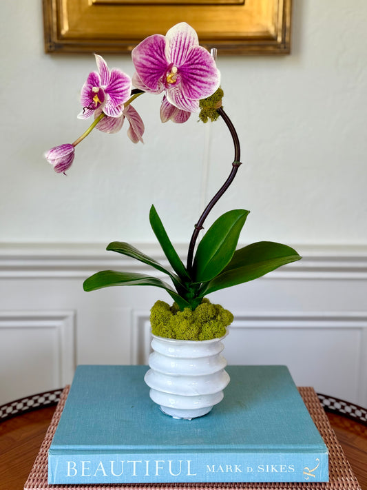 Mini White Wave Pot + 1 Petite Fuchsia Orchid