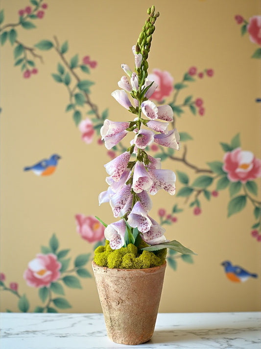 Lavender Foxglove + Terracotta Pot
