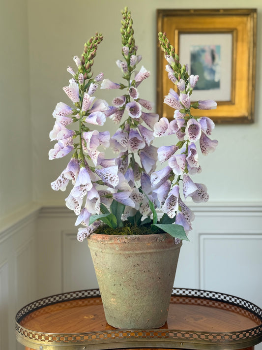 Terra Cotta Bowl + 3 Lavender Foxgloves