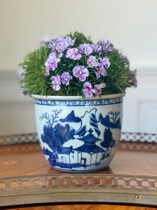 Blue and White Chinoiserie Pot + Blooming Dianthus
