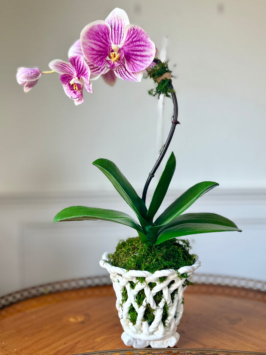 Vintage White Rope Planter + 1 Fine Faux Petite Fuchsia Orchid #31