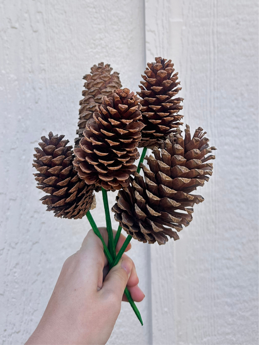 Preserved Pinecones picks (bunch of 5)