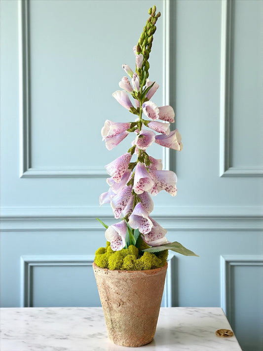 Lavender Foxglove + Terracotta Pot
