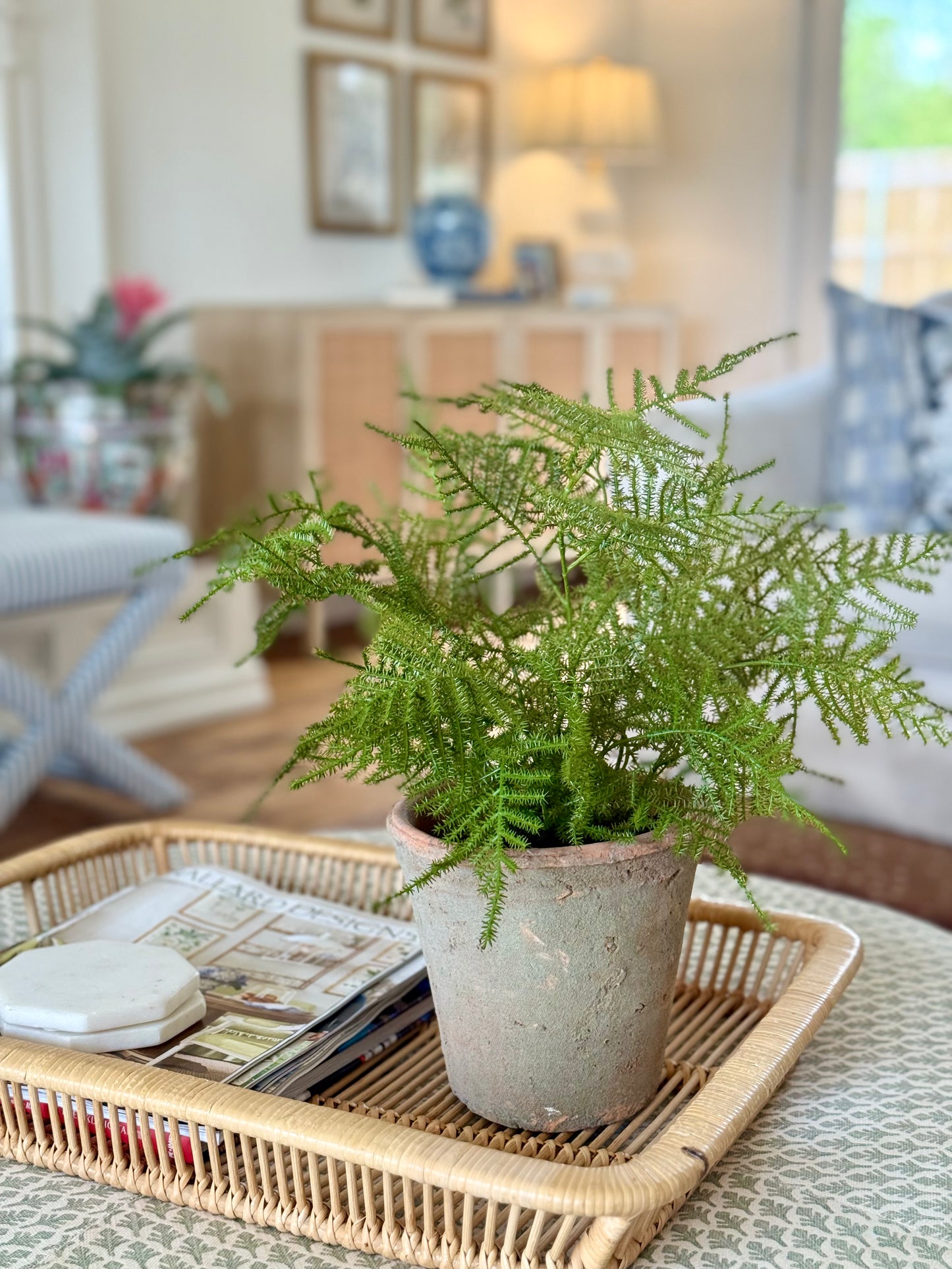 Faux Asparagus Fern + Mossy Terracotta Pot