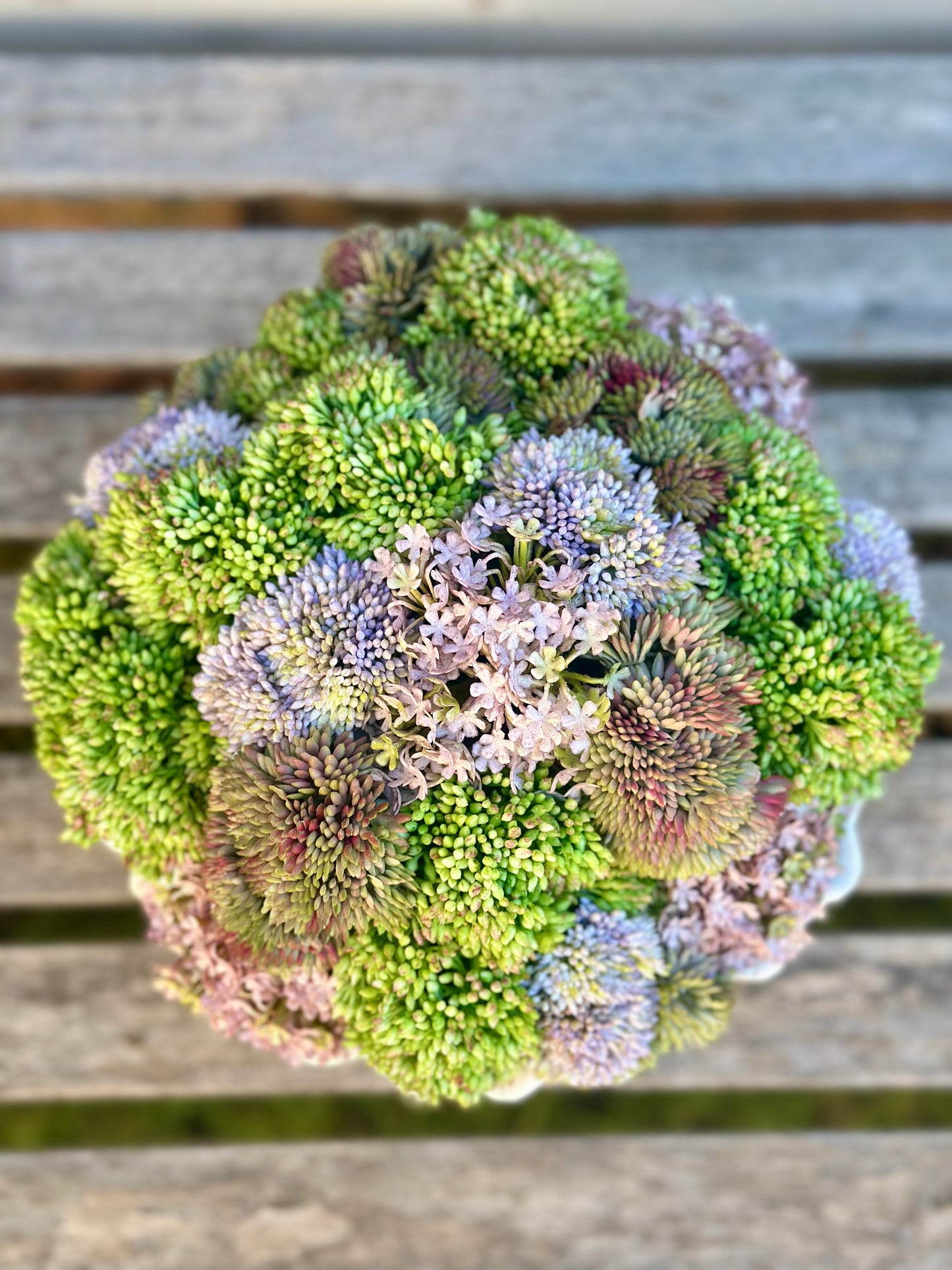 White Leaf Bowl + Lavender Sedum Mix