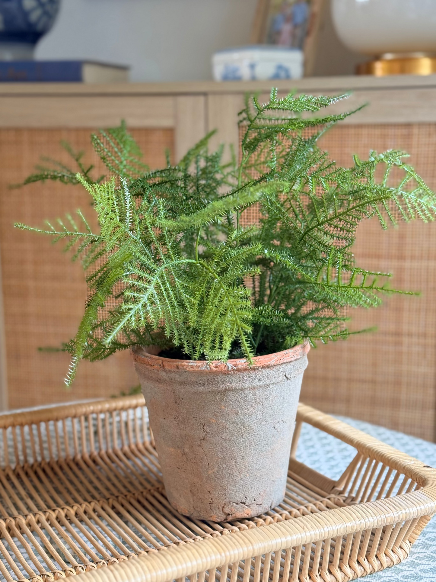 Faux Asparagus Fern + Mossy Terracotta Pot